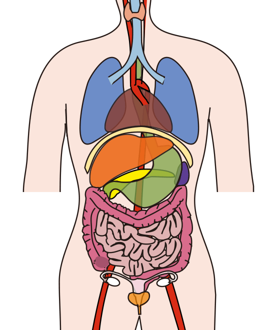 内臓バイオメカニクス（内臓生体力学）