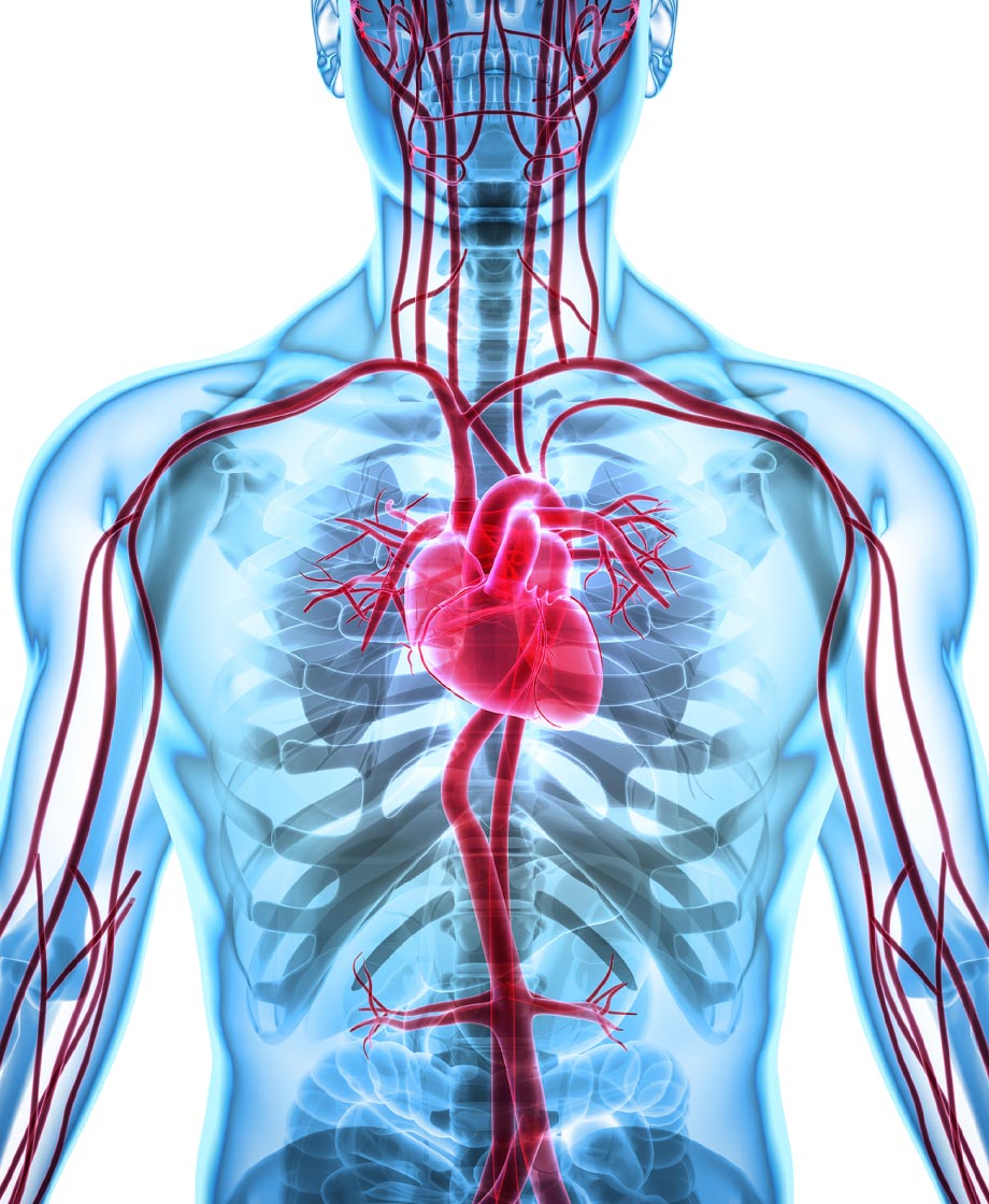 内臓、血管、リンパ管への緊張調整テクニック