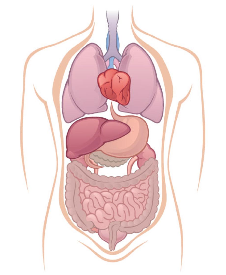 その他内臓の問題